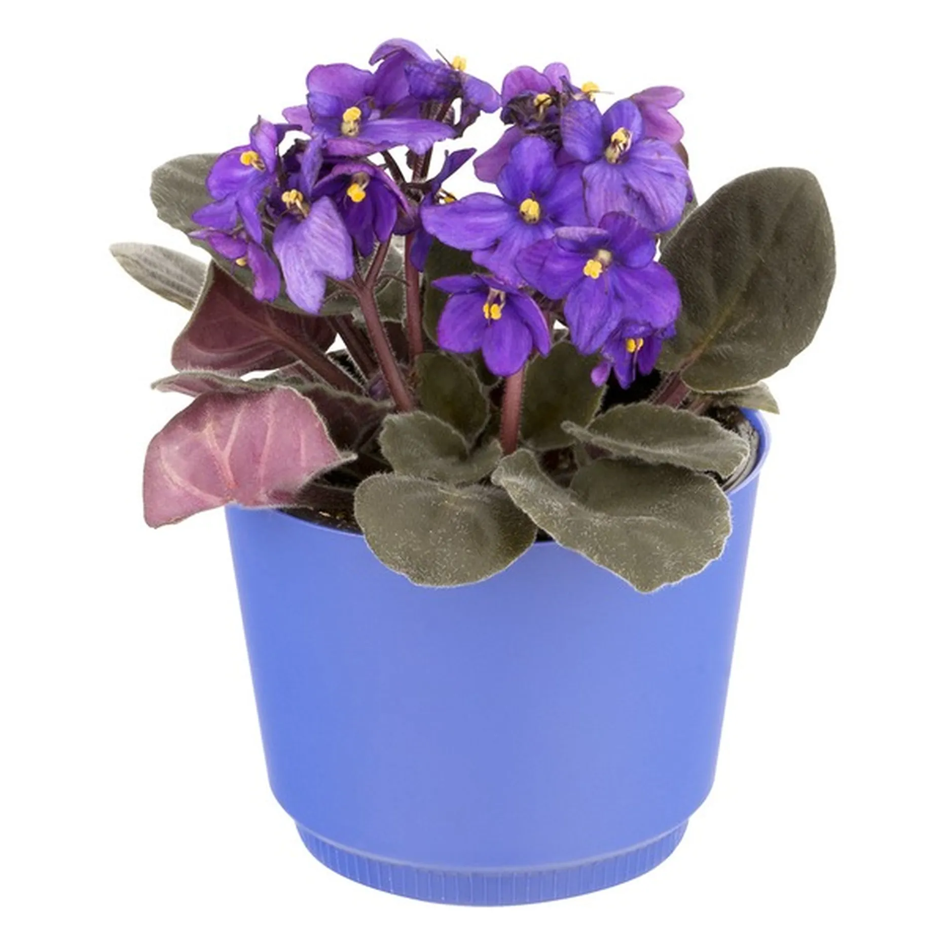 African Violet