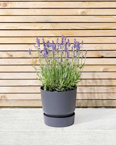 Lavender (English)