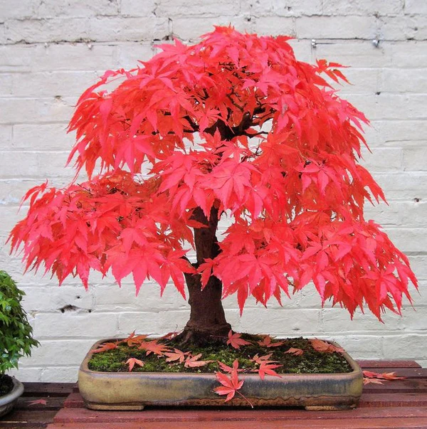 Japanese Maple