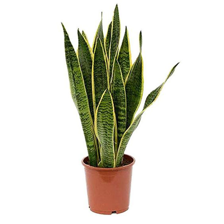 Sansevieria