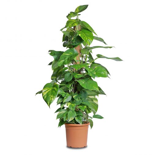 Pothos