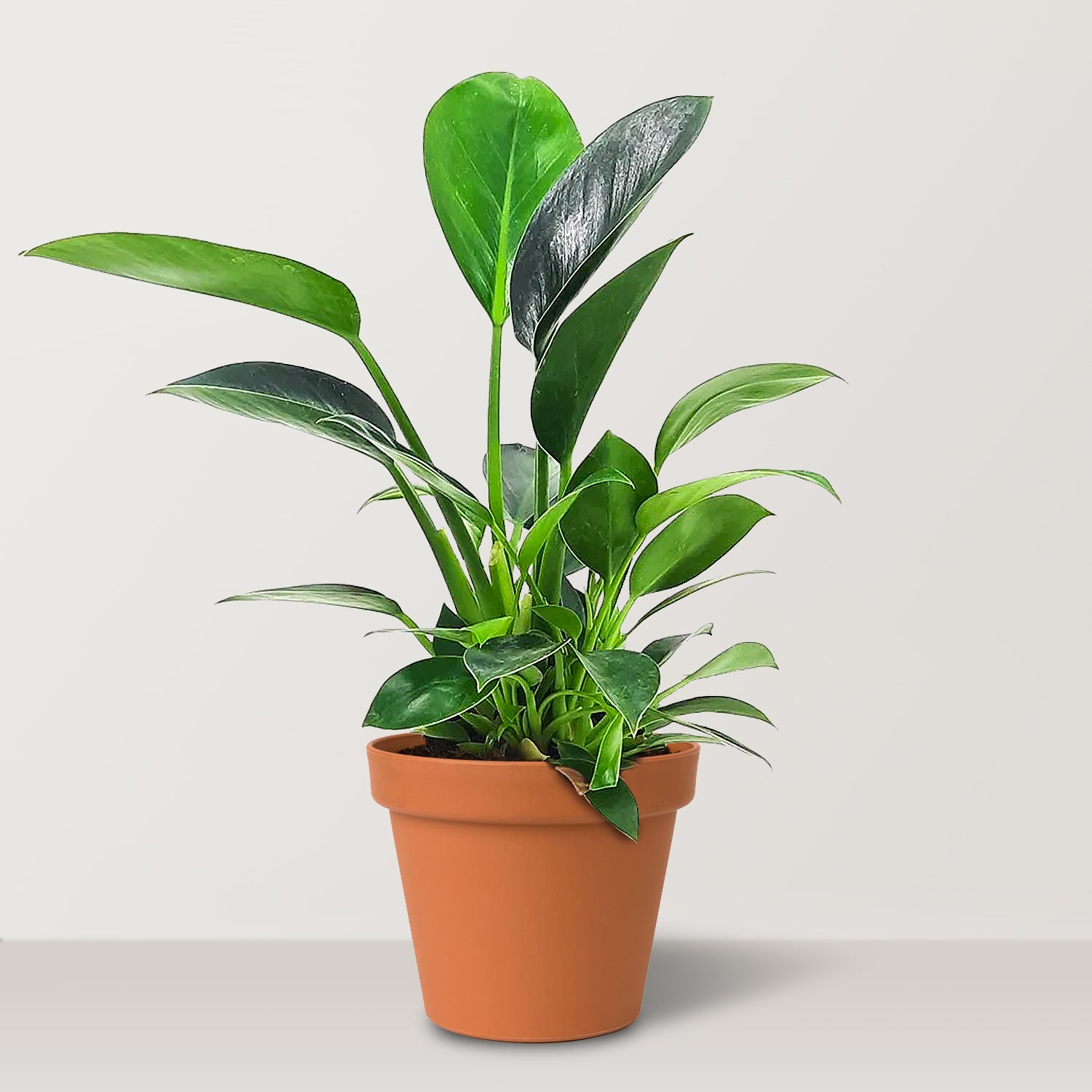 Philodendron