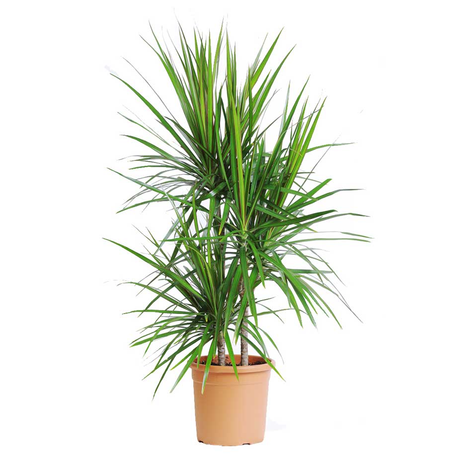 Dracaena