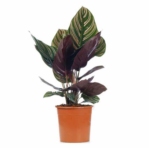 Calathea
