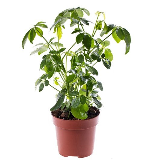 Schefflera