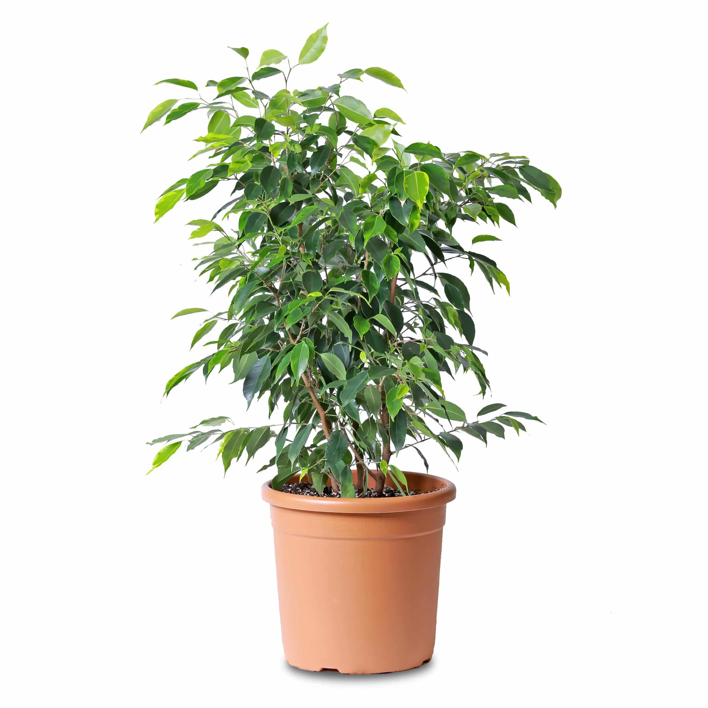 Ficus Benjamina