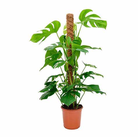 Monstera