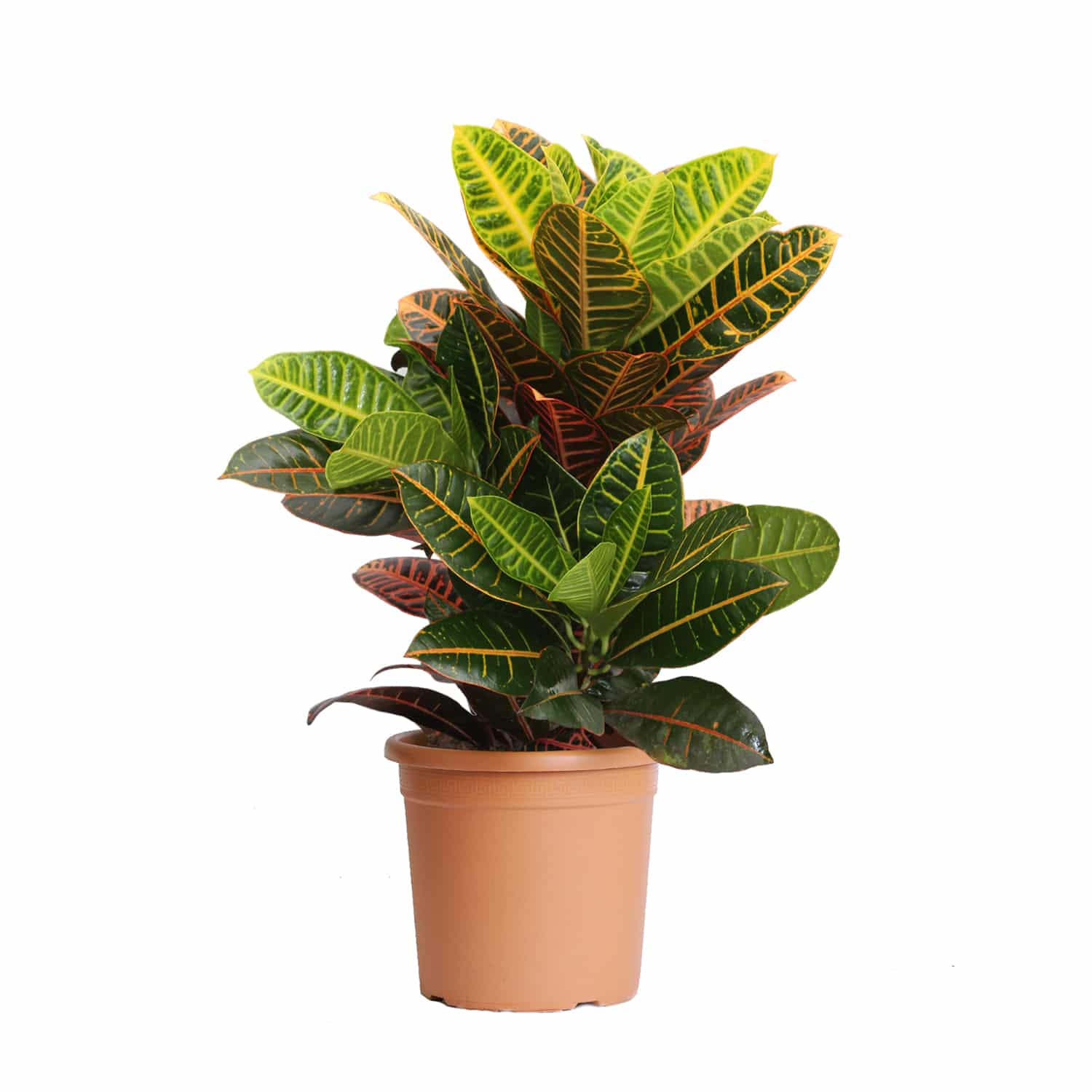 Croton