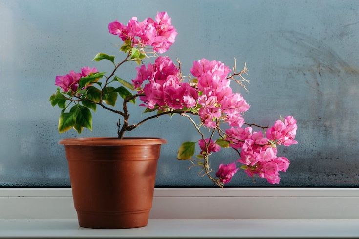 Bougainvillea