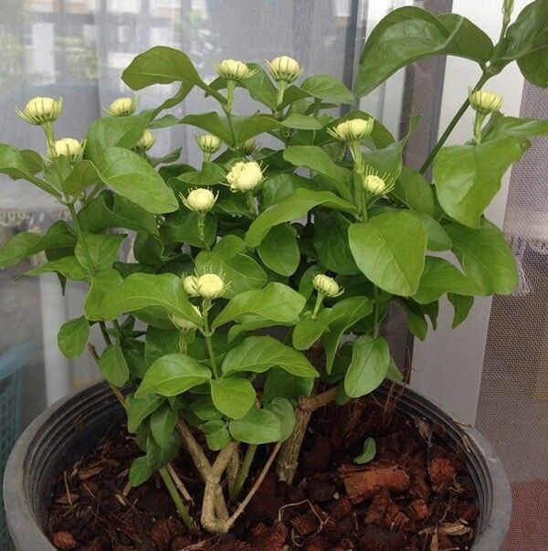 Jasminum grandiflorum