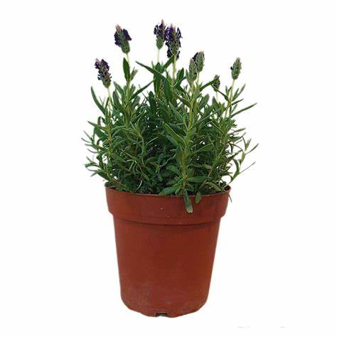Lavender