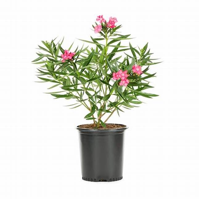 Nerium oleander