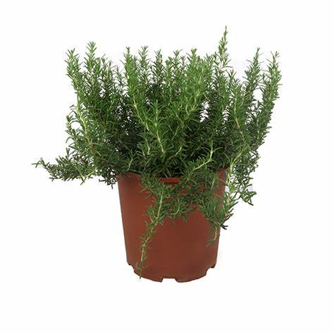 Rosemary