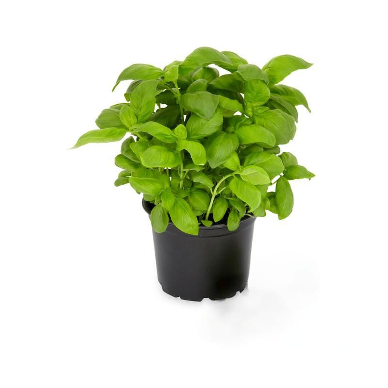 Basil